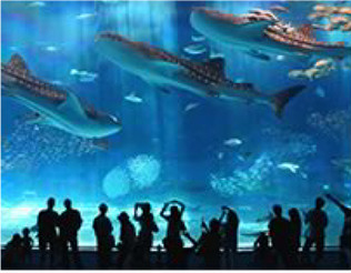 沖縄美ら海水族館